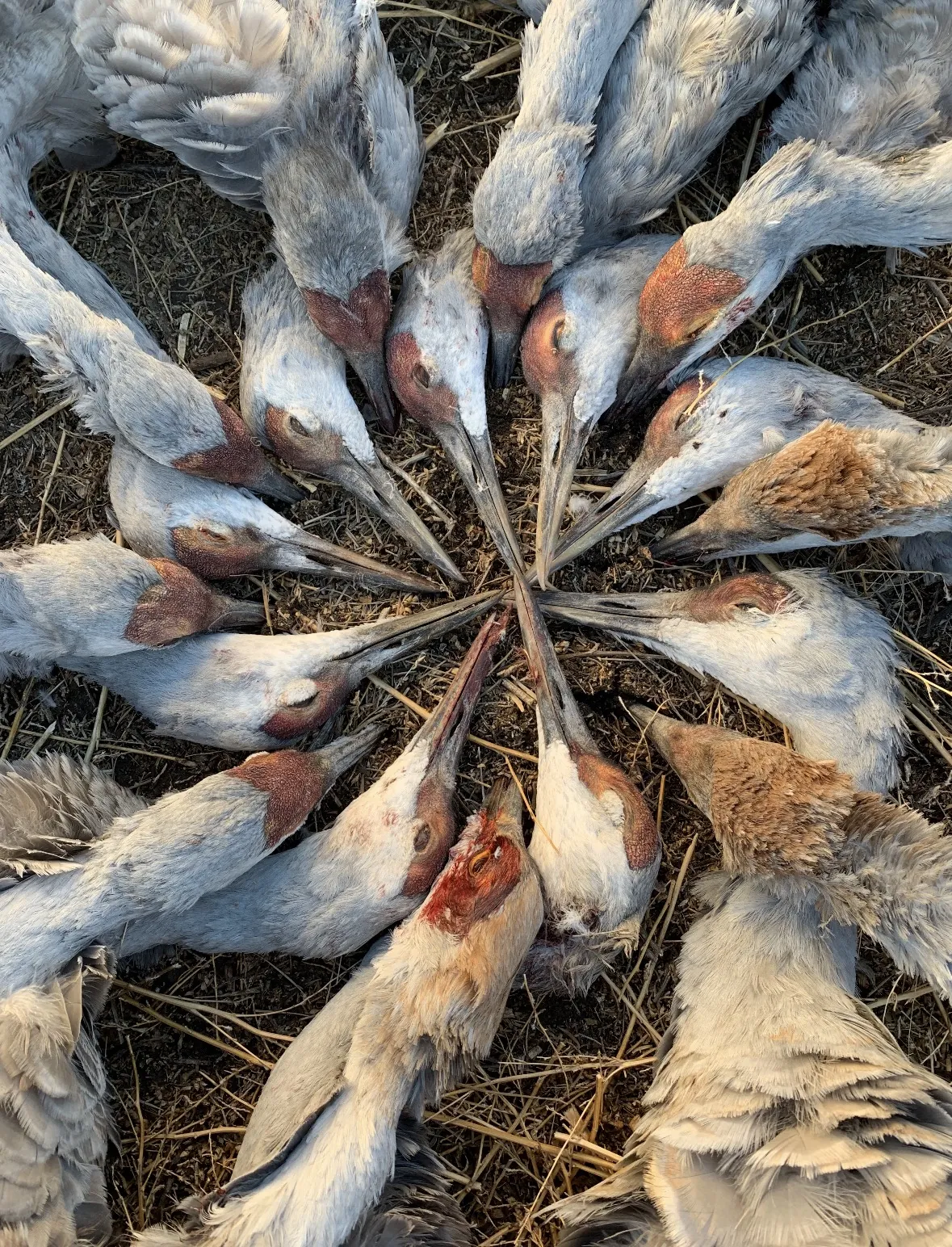 Overhead view of a dozen sandhill crane heads arranged in a circle, showing their long dark bills, gray plumage and red crowns