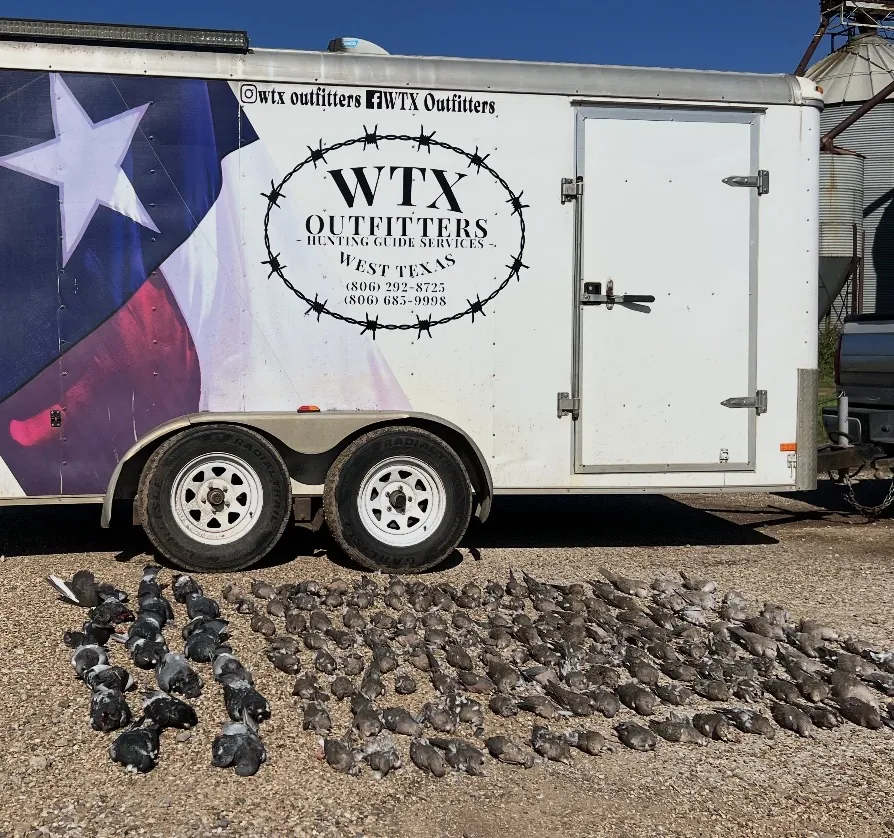 The white WTX Outfitters enclosed trailer wrapped with a Texas flag and barbed-wire logo, parked on gravel with a large spread of doves and pigeons laid out in rows in front