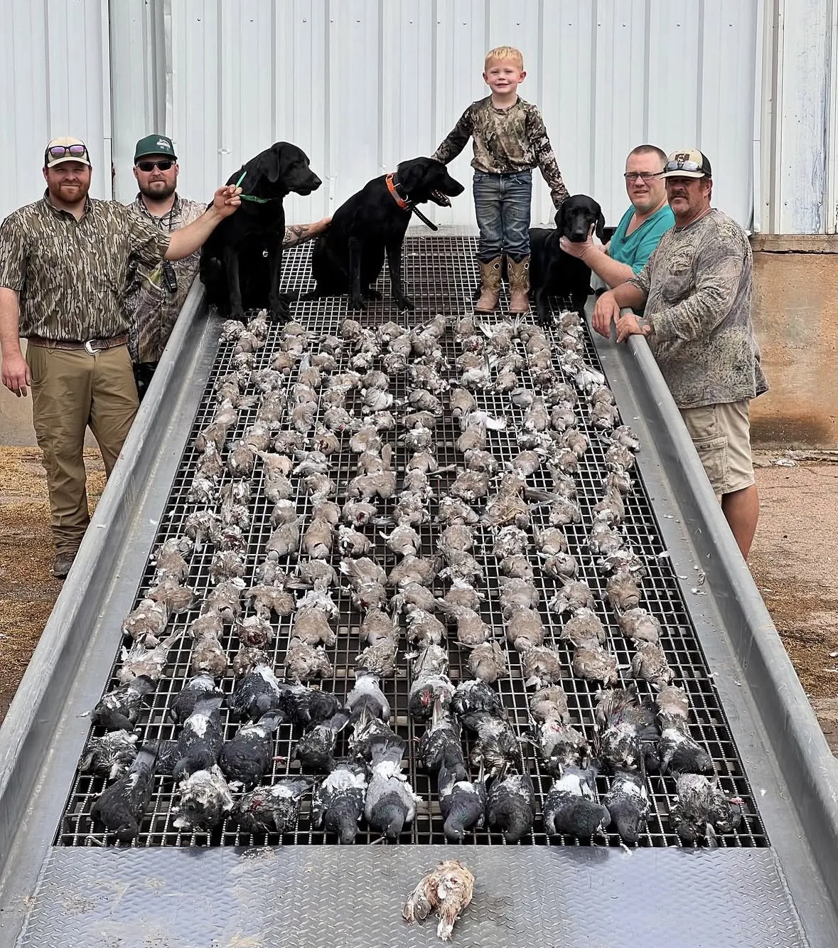 Four men, a young boy and three black Labradors standing on a metal cleaning table behind a large pile of doves and pigeons