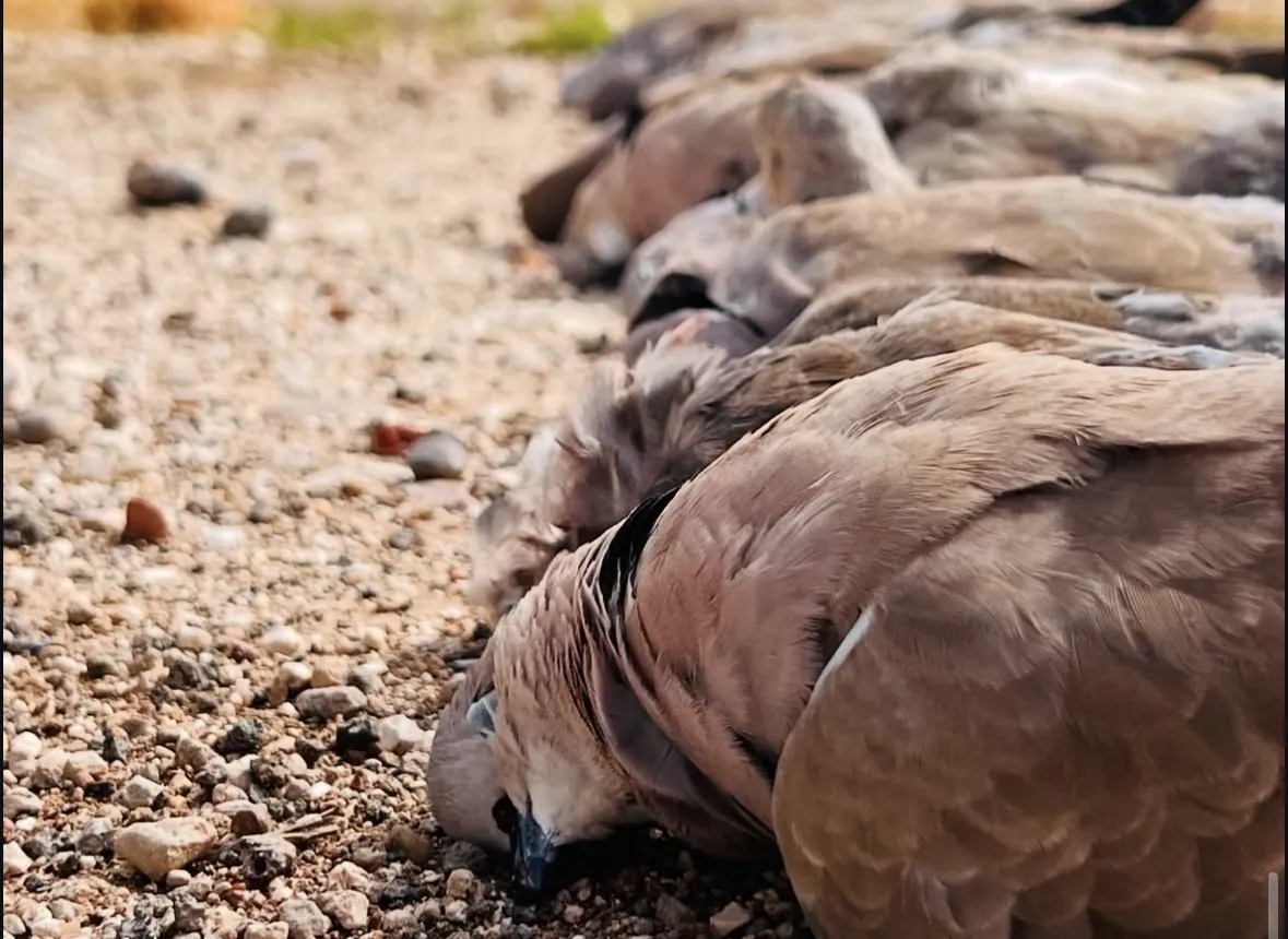 Low-angle close-up of a row of Eurasian collared-doves laid on gravel, their tan plumage and black neck collars lit by warm light