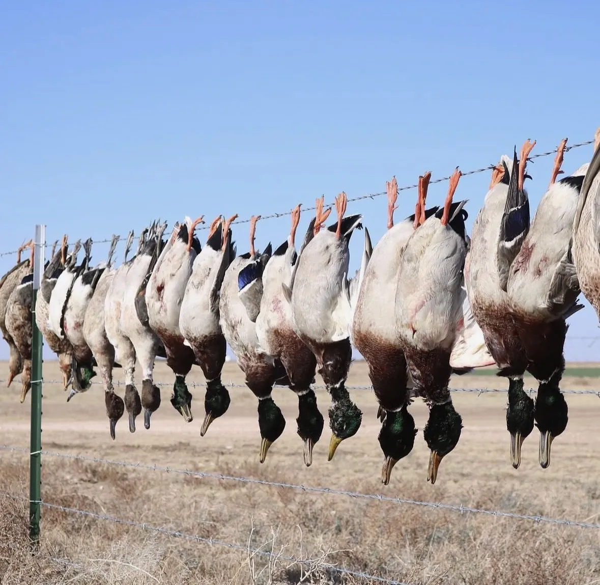 A long row of drake mallards and other ducks hung by their feet from a barbed-wire fence, the short-grass prairie stretching behind under a blue sky