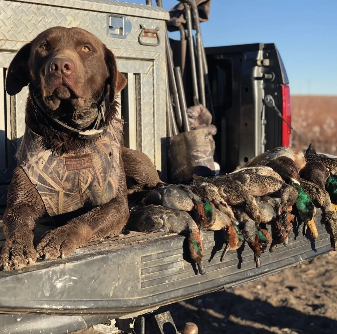 A chocolate Labrador in a camo neoprene vest resting its paws on a truck tailgate lined with a row of drake ducks in golden morning light