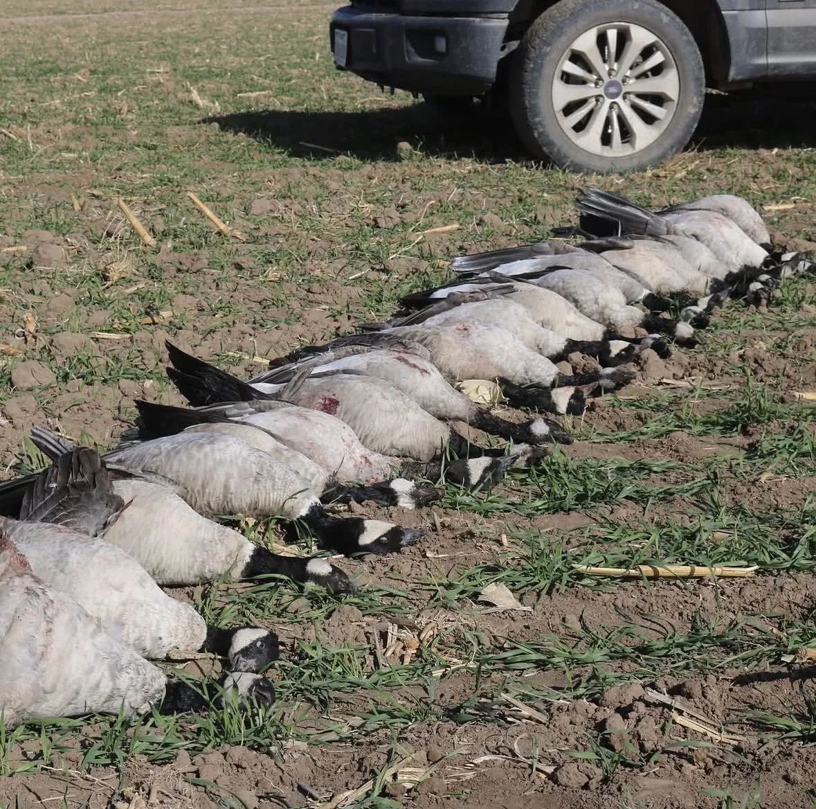 A long row of Canada geese laid out on a stubble field with a gray pickup parked behind under bright daylight