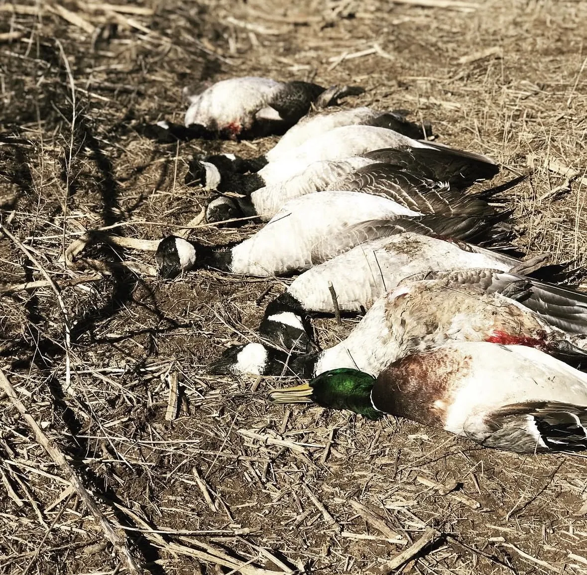 A sunlit row of Canada geese with a drake mallard at the head, laid out on stubble ground