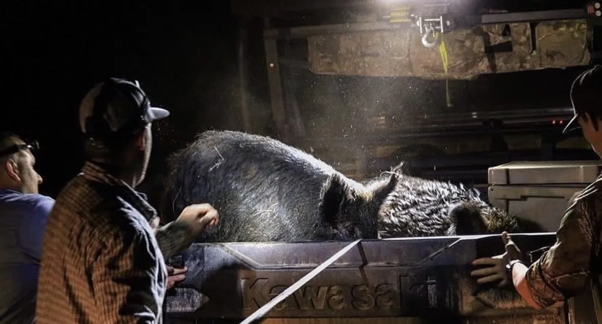 A group of hunters loading a large wild boar into the bed of a side-by-side under a bright work light at night