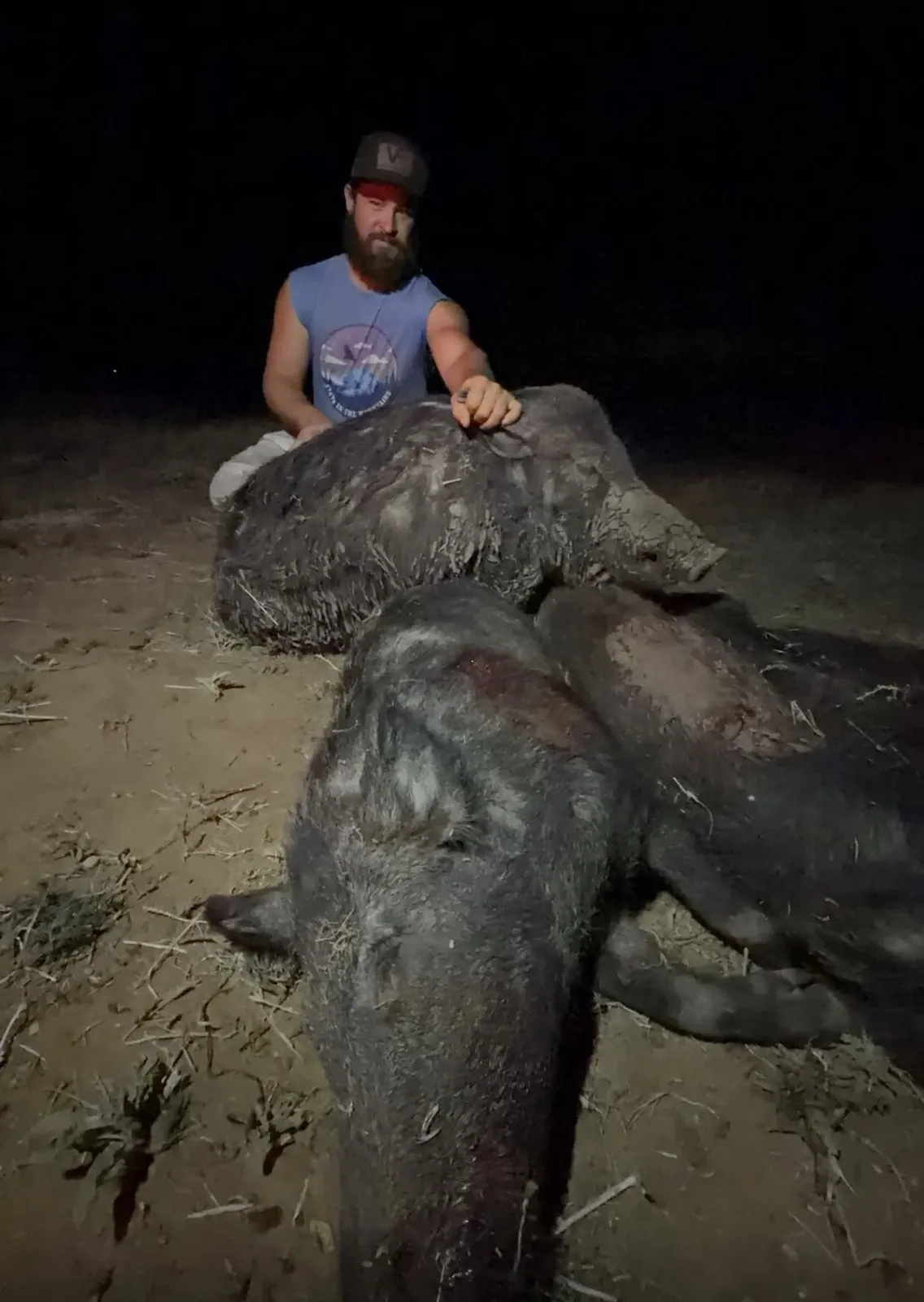 A hunter kneeling behind two large wild hogs at night