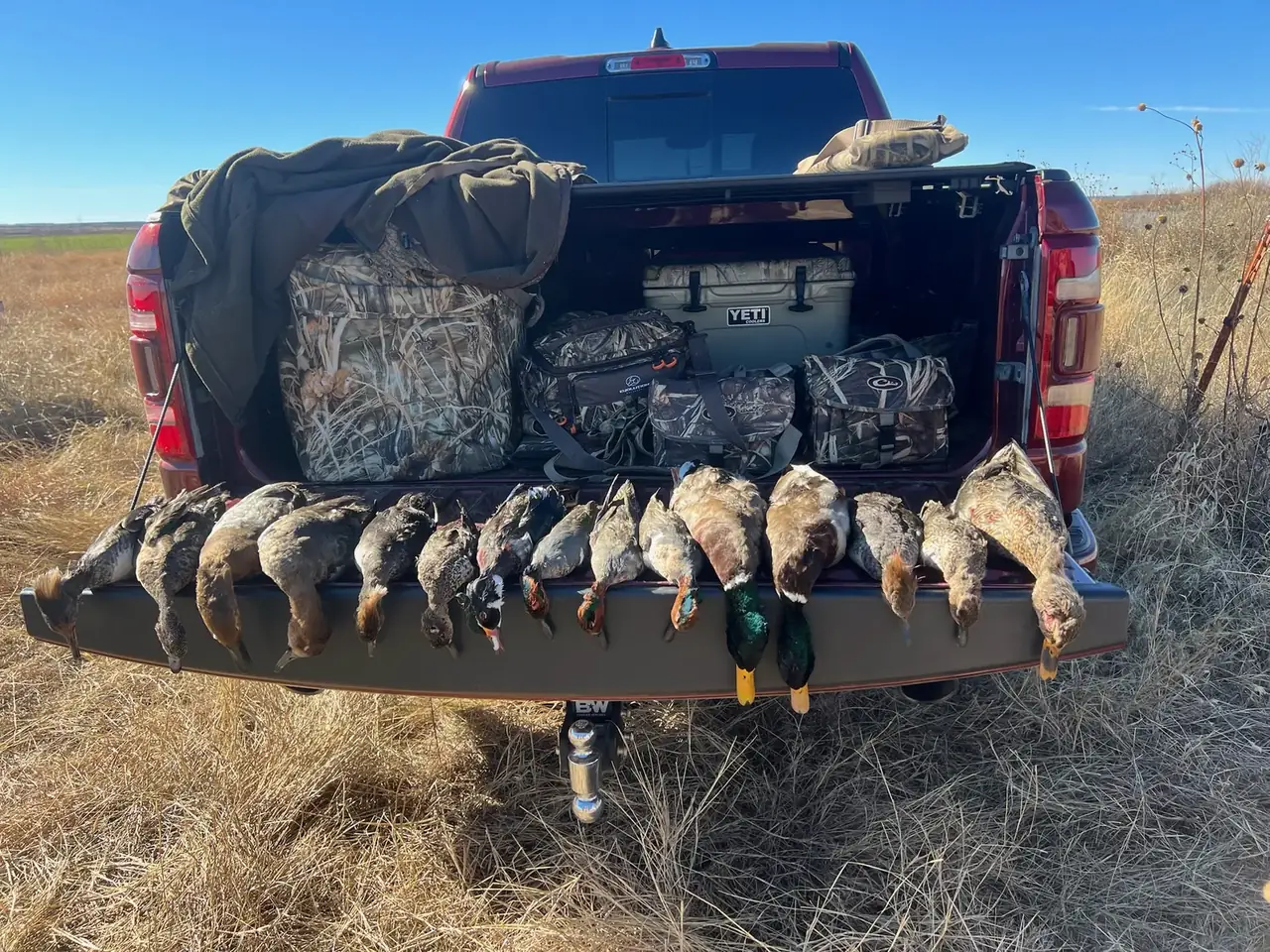 A morning limit of ducks laid out on a truck tailgate after a West Texas hunt