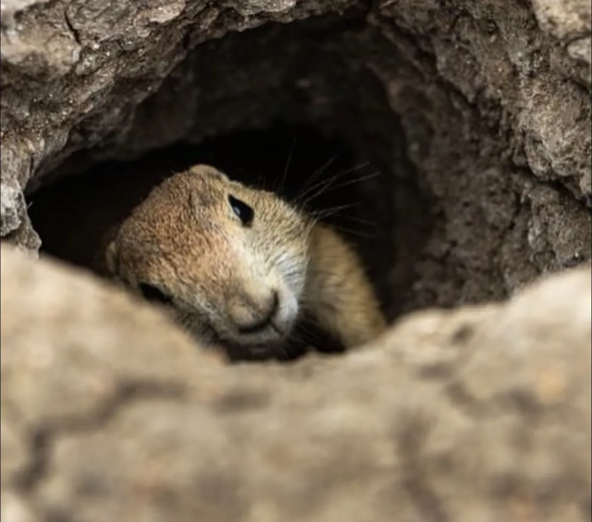 Close-up of a prairie dog peering out of the mouth of its burrow, its whiskered face in sharp detail