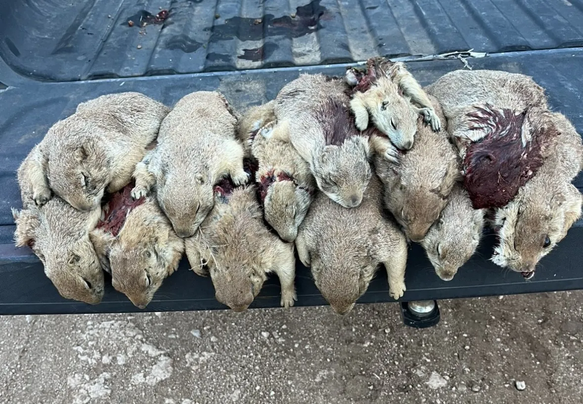 A row of harvested prairie dogs laid side by side across the tailgate of a pickup truck