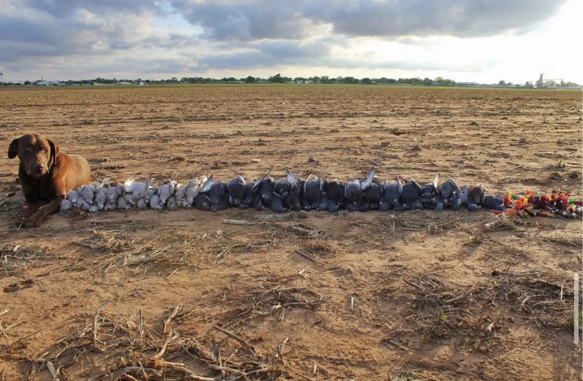 A chocolate Labrador lying at the end of a long straight row of pigeons in a plowed field under a dramatic cloudy sky, grain elevators on the horizon