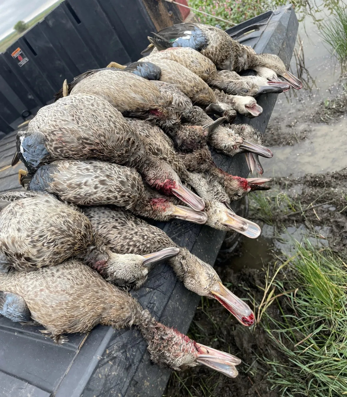 Overhead close-up of a row of blue-winged teal laid along a black edge beside muddy water, their blue wing patches and wet plumage visible